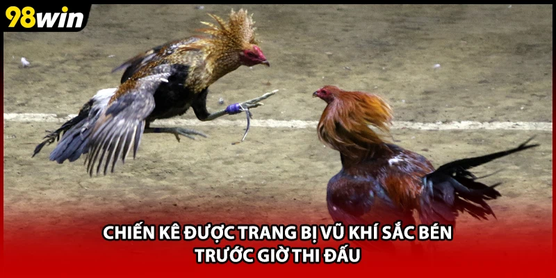 Chiến kê được trang bị vũ khí sắc bén trước giờ thi đấu