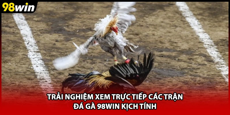 Trải nghiệm xem trực tiếp các trận đá gà 98WIN kịch tính